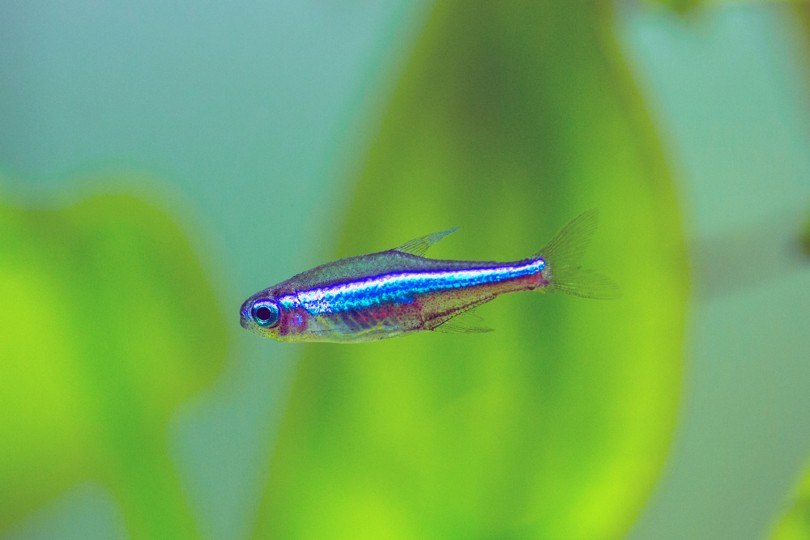 Green Neon Tetra