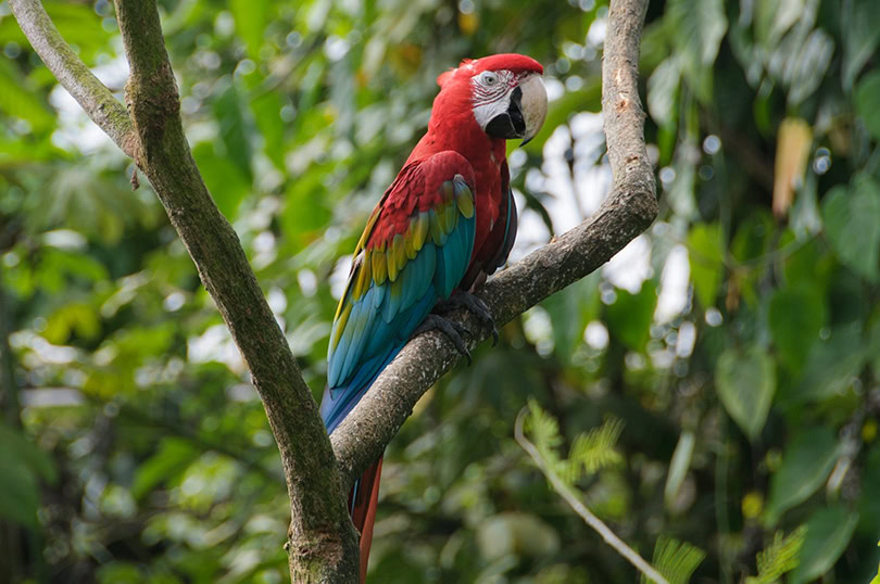 Green-Winged Macaw