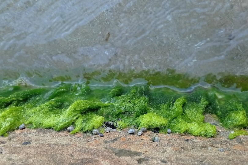 Green algae washed ashore