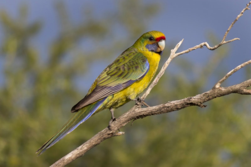 Green rosella on a tree branch