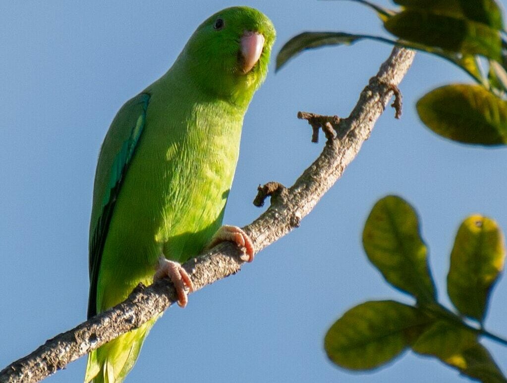 Green-rumped parrotlet