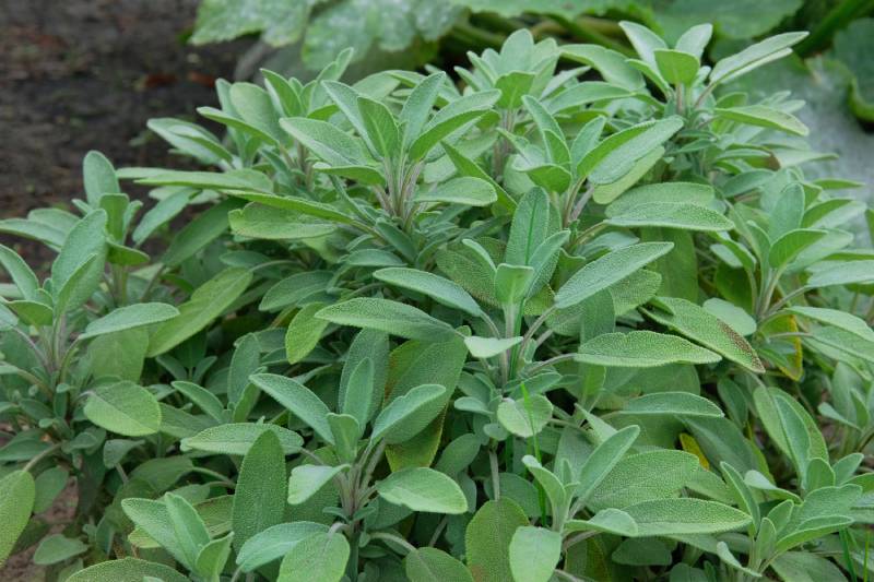 Green sage leaves grow in the vegetable garden