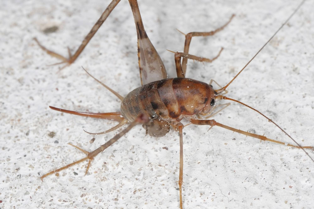 Greenhouse Camel Cricket