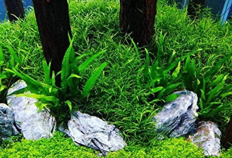 Greenpro Microsorum Pteropus Java Fern_Amazon