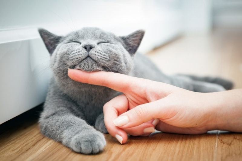 Grey British Shorthair happy cat