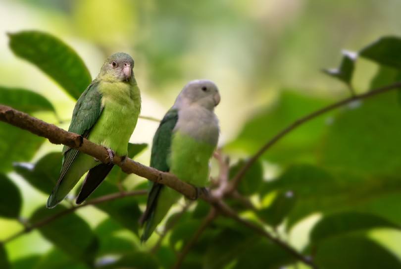 Grey-Headed Lovebirds