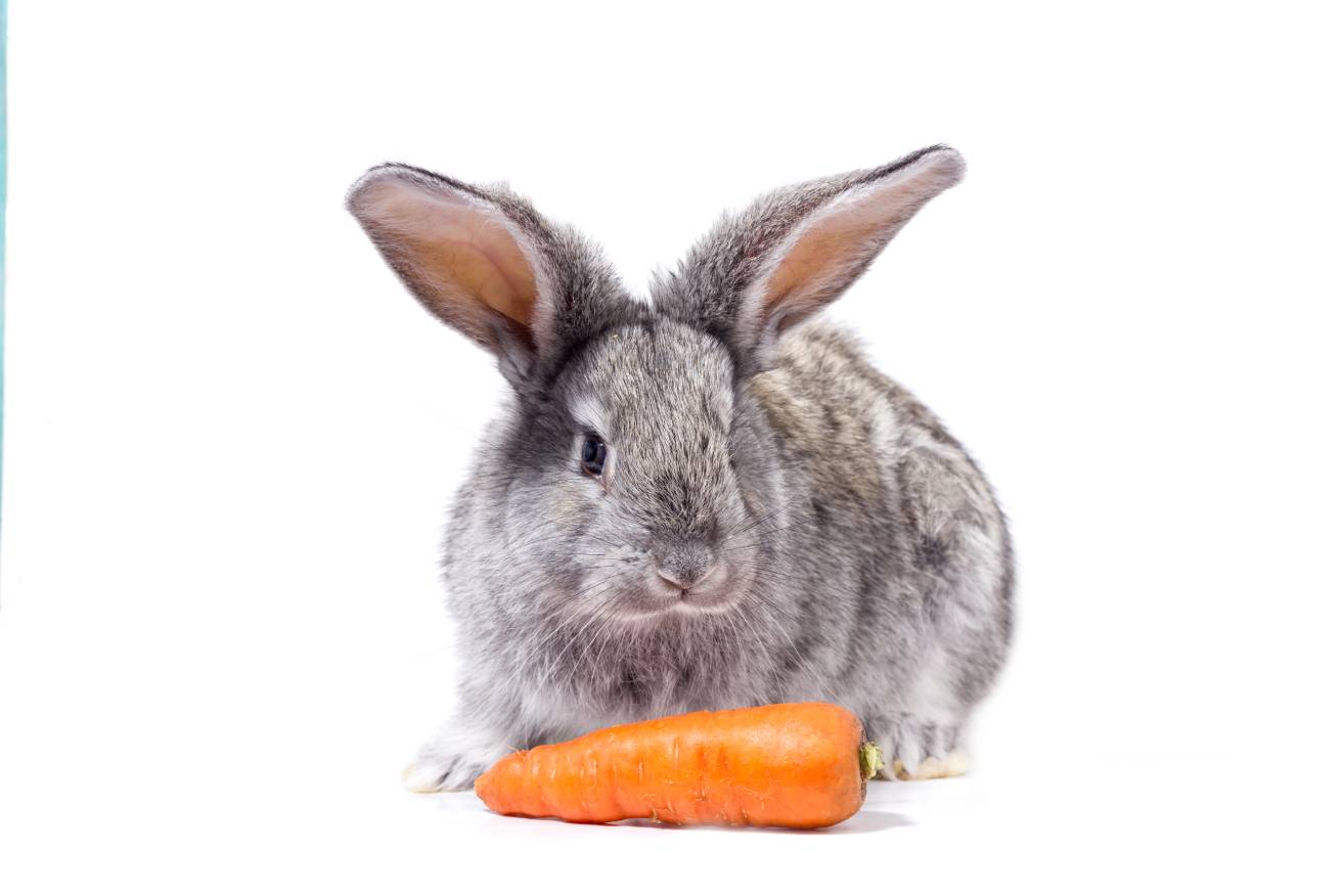 Grey Rabbit eating carrot