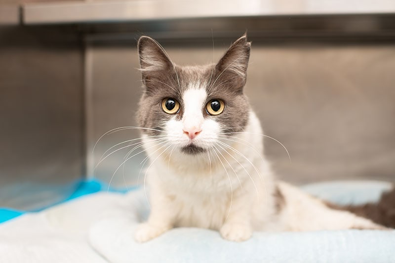 Grey and White Paralyzed Cat in Cage