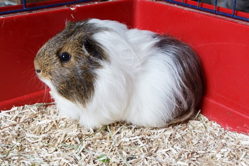 Grey and white guinea pig on litter_aurelie le moigne_shutterstock