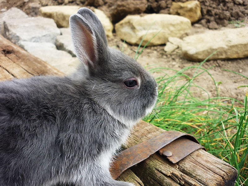 Grey bunny of silver fox breed in garden