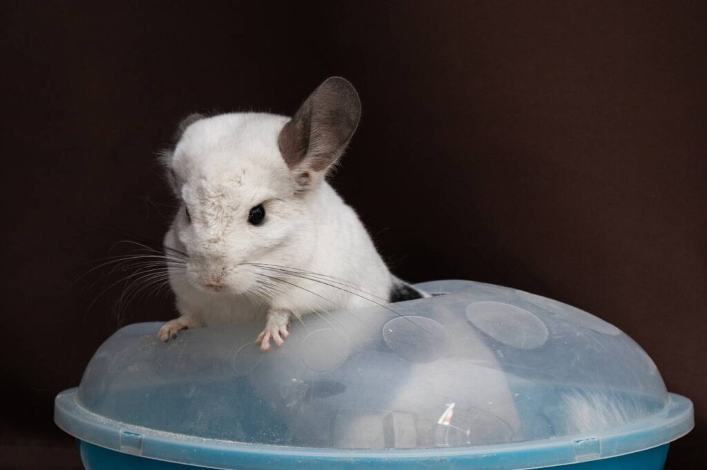 Grey chinchilla Bath in a bowl