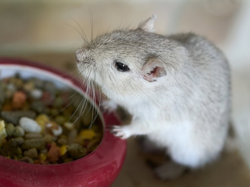 Grey female gerbil eating nuts
