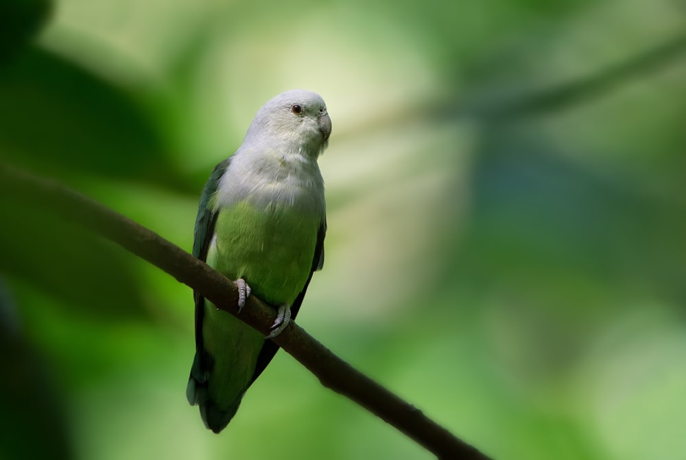 Grey-headed Lovebird on a branch