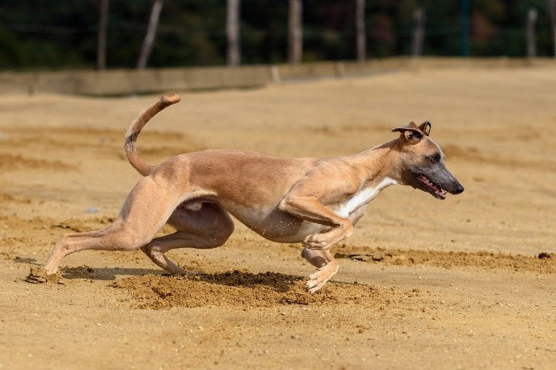 Greyhound