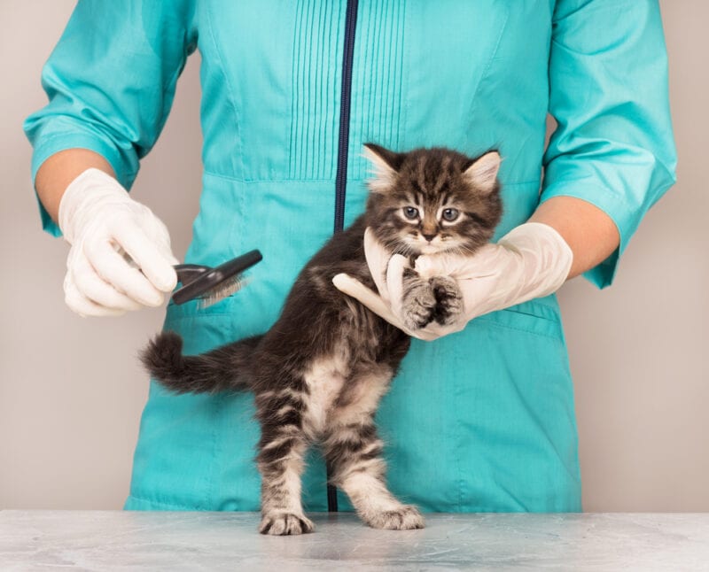 Groomer brushing a siberian kitten