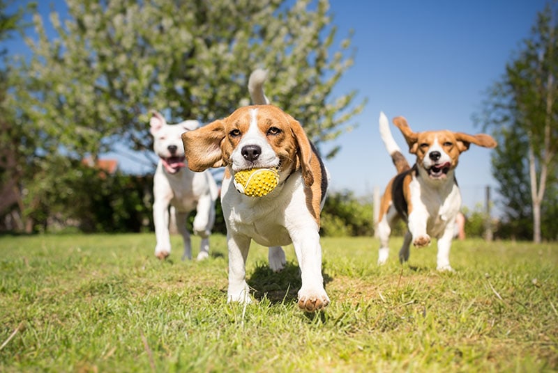 Group of dogs playing in the park