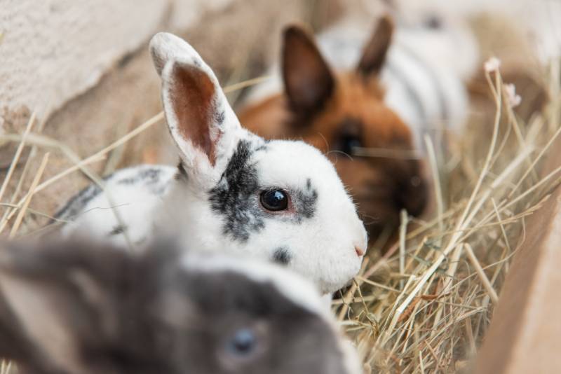 Group of little rabbits sitting in a feeder with hay