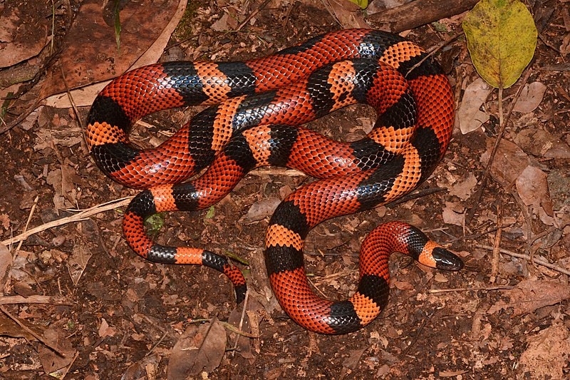 Guatemalan Milksnake