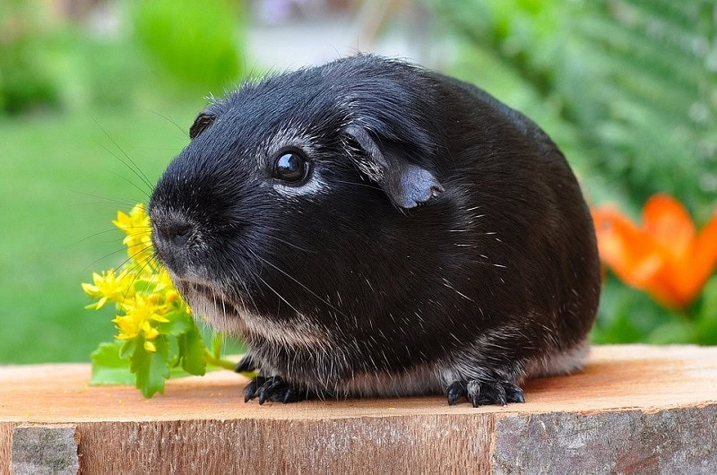 Guinea Pig