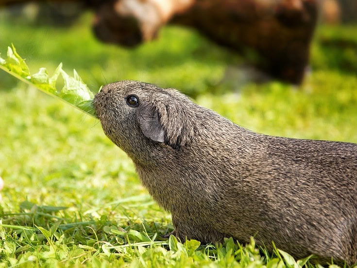 Guinea Pig Eating