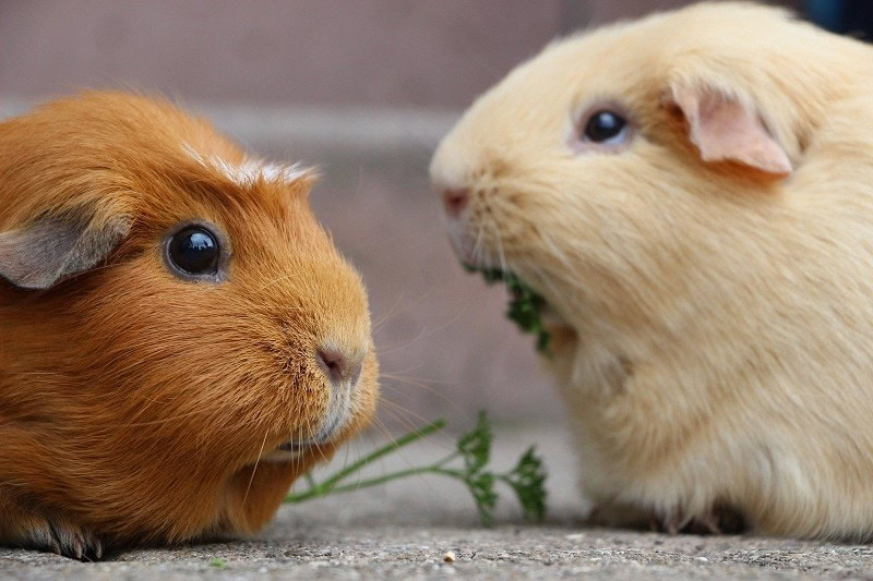 Guinea Pig Health