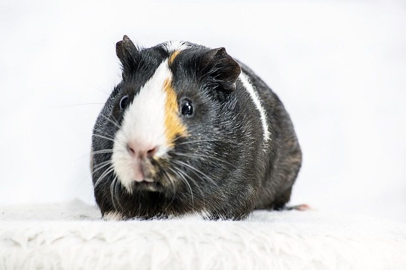 Guinea Pig Rodent