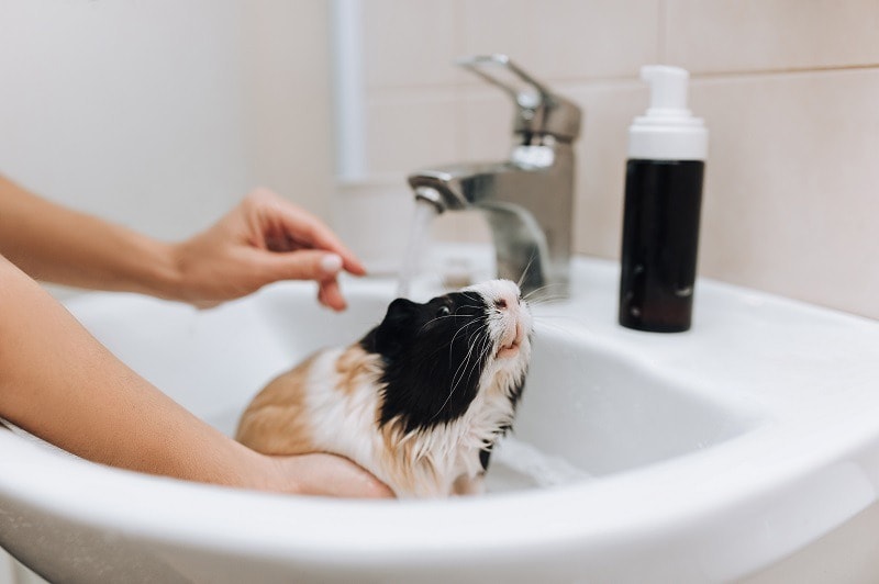 Guinea Pig Shampoo