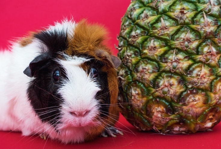 Guinea Pig and Pineapple