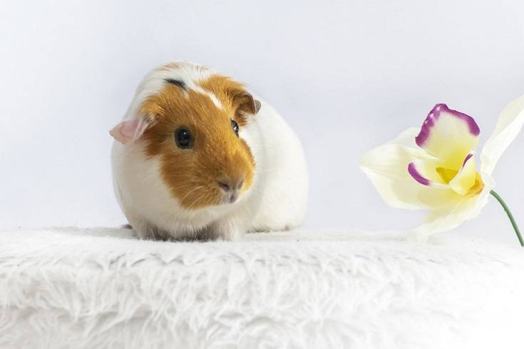 Guinea Pig and flower