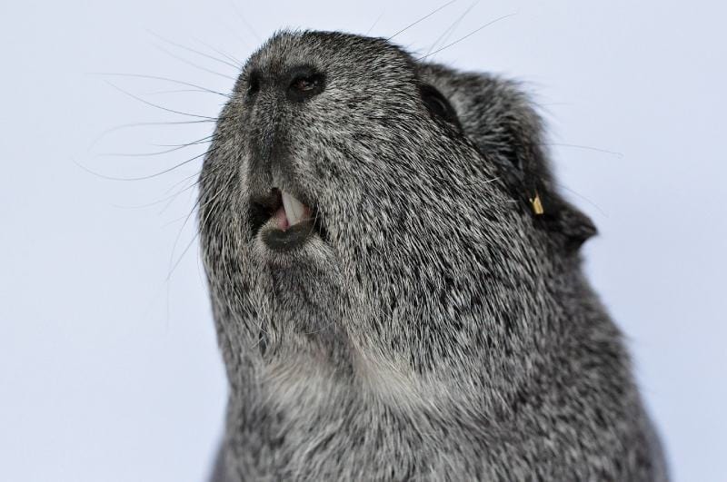 Guinea Pig close up shot showing teeth