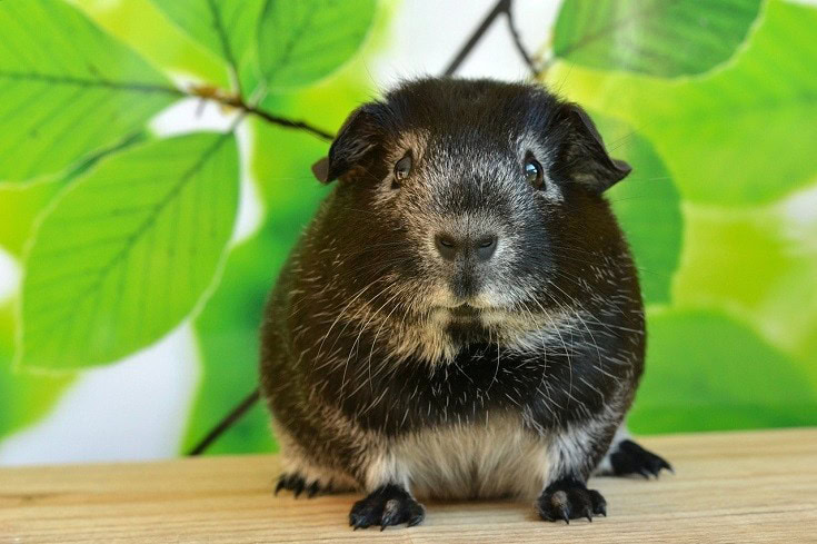 Guinea Pig leafy background