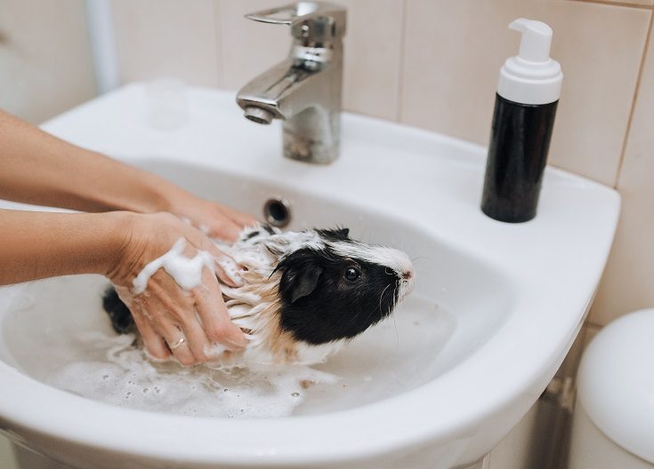 Guinea pig shampoo alternative