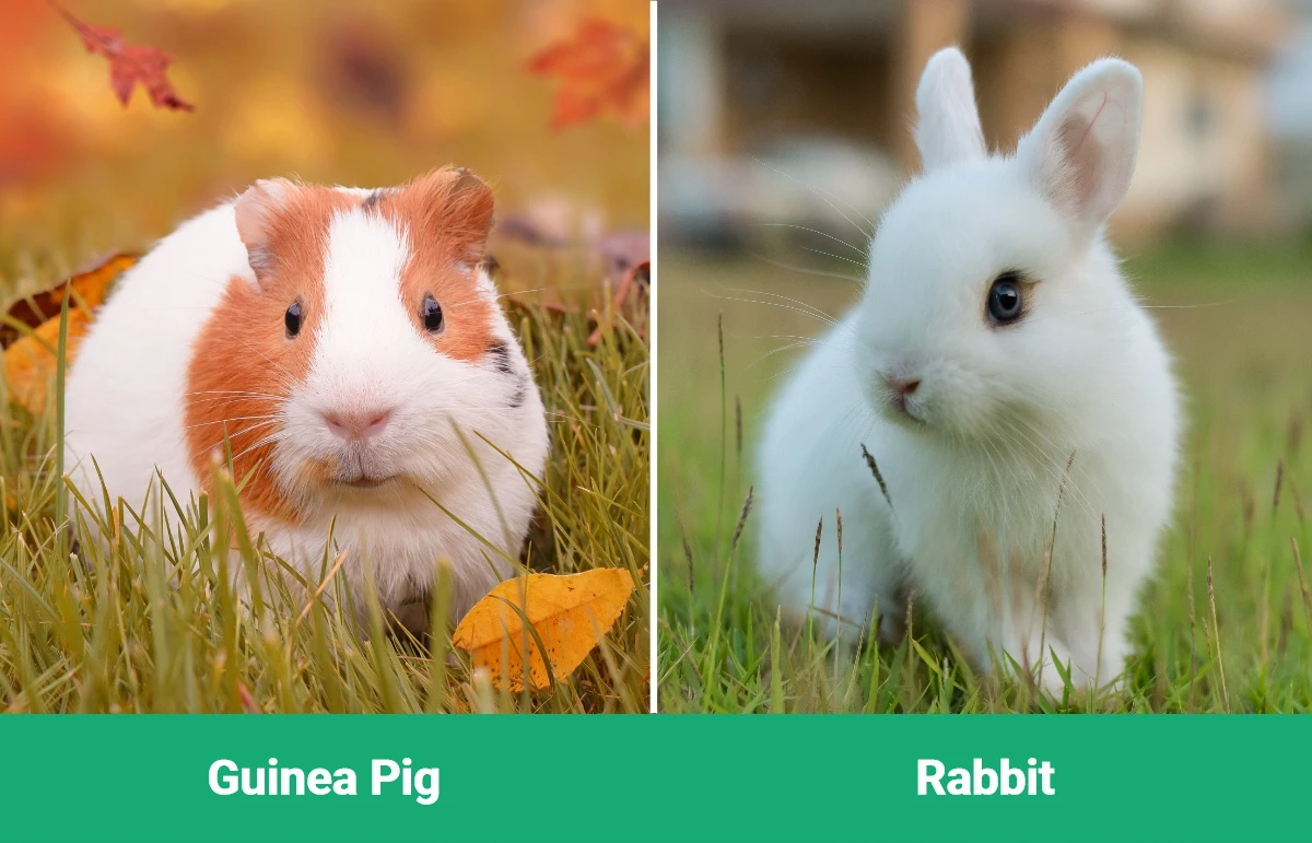 Guinea Pig vs Rabbit - Visual Differences