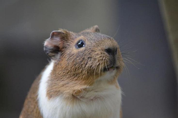 Guinea Pig