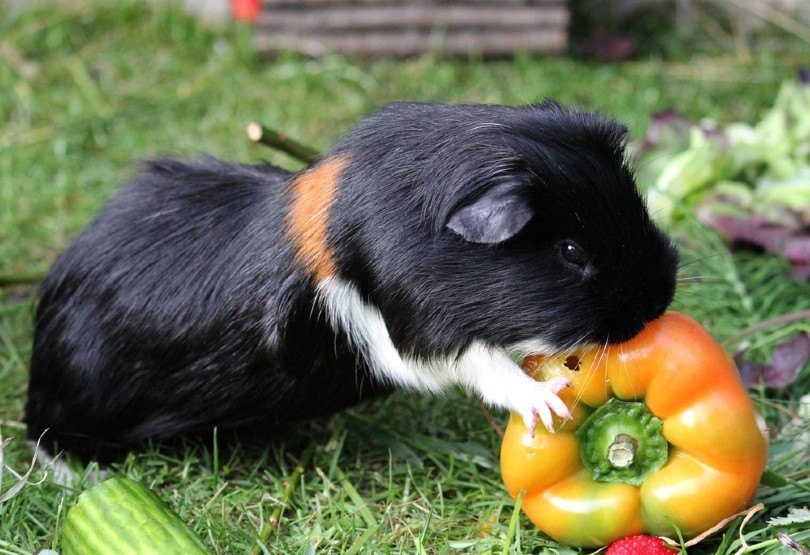 Guinea Pig