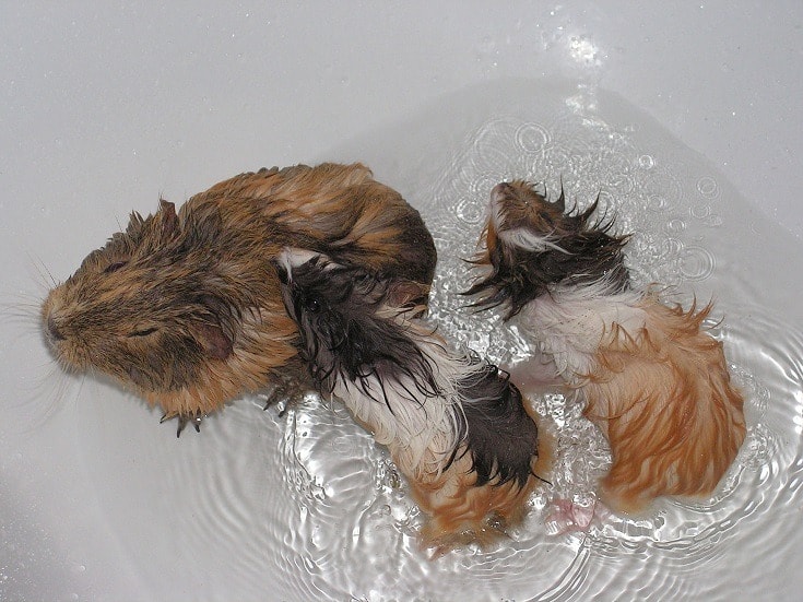 Guinea Pigs Bathing