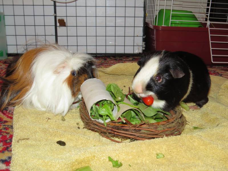 Guinea Pigs eating a bowl of treat