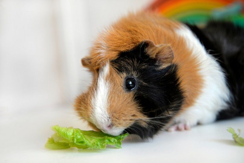 Guinea pig eating lettuce