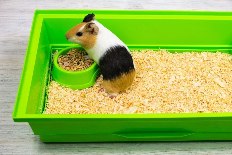 Guinea pig on sawdust bed in a green box_Nataliia Kozynska_shutterstock