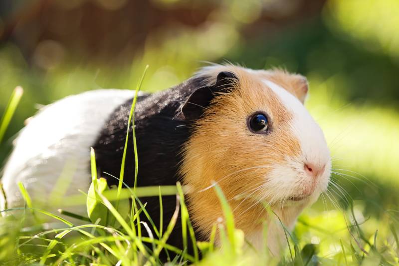 Guinea pig outdoors