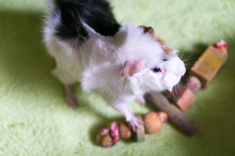 Guinea pig playing with a wooden toy
