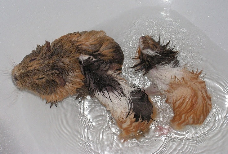 Guinea pig taking a warm bath