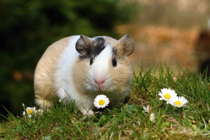 Guinea pig