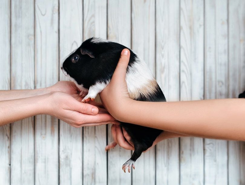 Guinea pig_Shchus_shutterstock