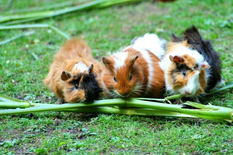 Guinea pigs eating