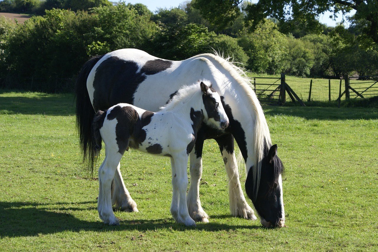 Gypsy Vanner Horses