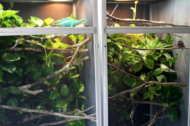 HOW TO SET UP A PROPER CHAMELEON ENCLOSURE