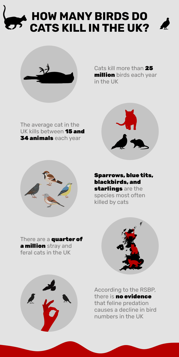 HOW_MANY_BIRDS_DO_CATS_KILL_IN_UK