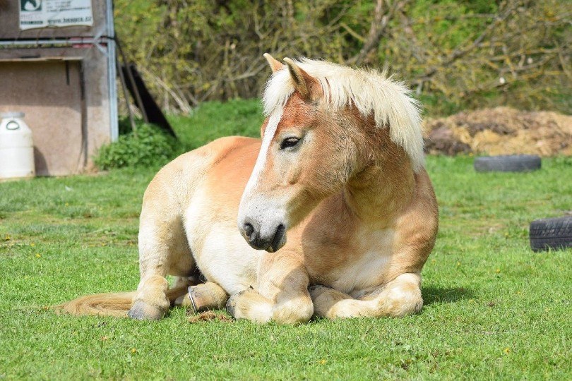 Haflinger horse lying on the grass