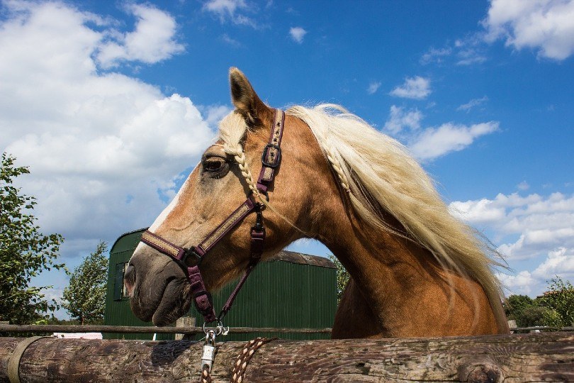 Haflinger horse with braided mane